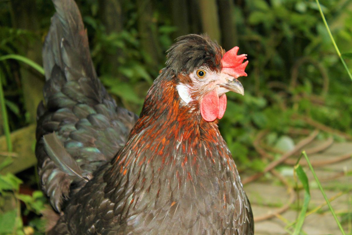 A close-up of an adorable Altsteirer Chicken.