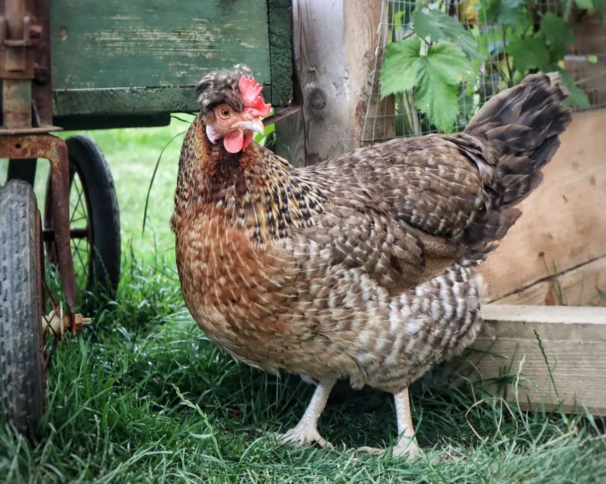 An adorable Altsteirer Chicken standing near a wooden cart in a backyard.