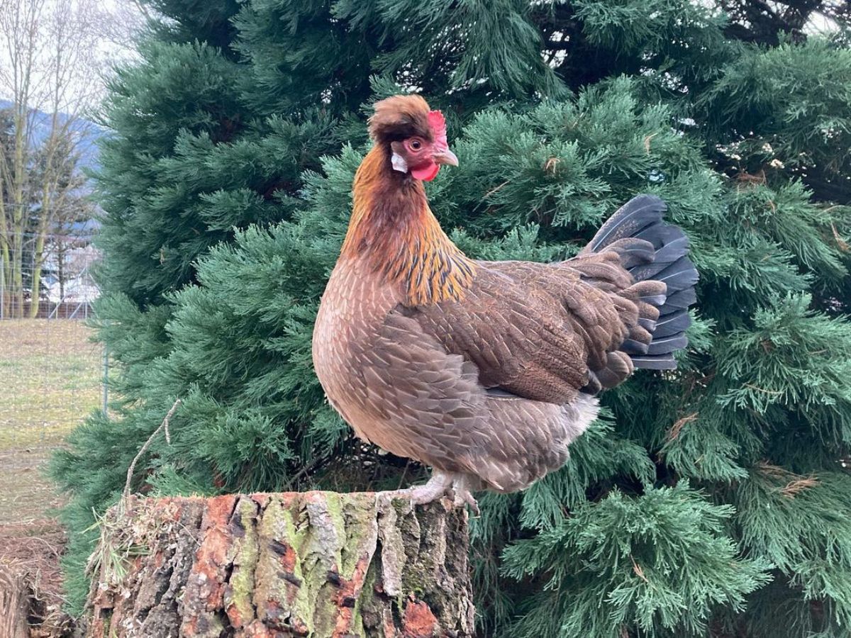 An adorable Altsteirer Chicken perched on a tree stump.