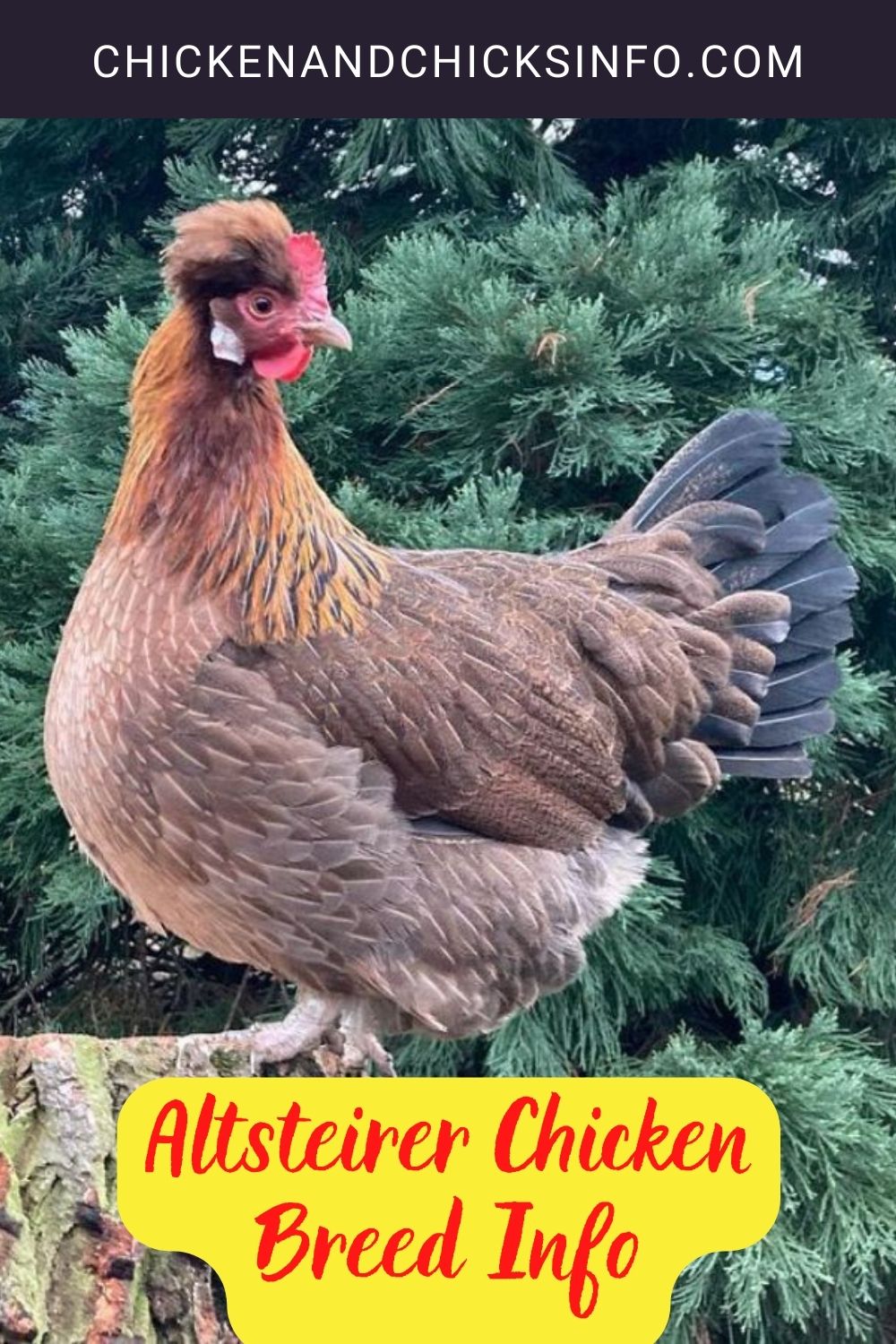 Altsteirer Chicken Breed Info pinterest image.