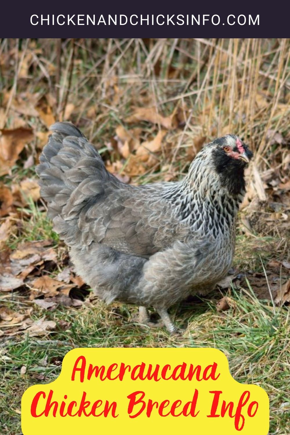 Ameraucana Chicken Breed Info Pinterest image.