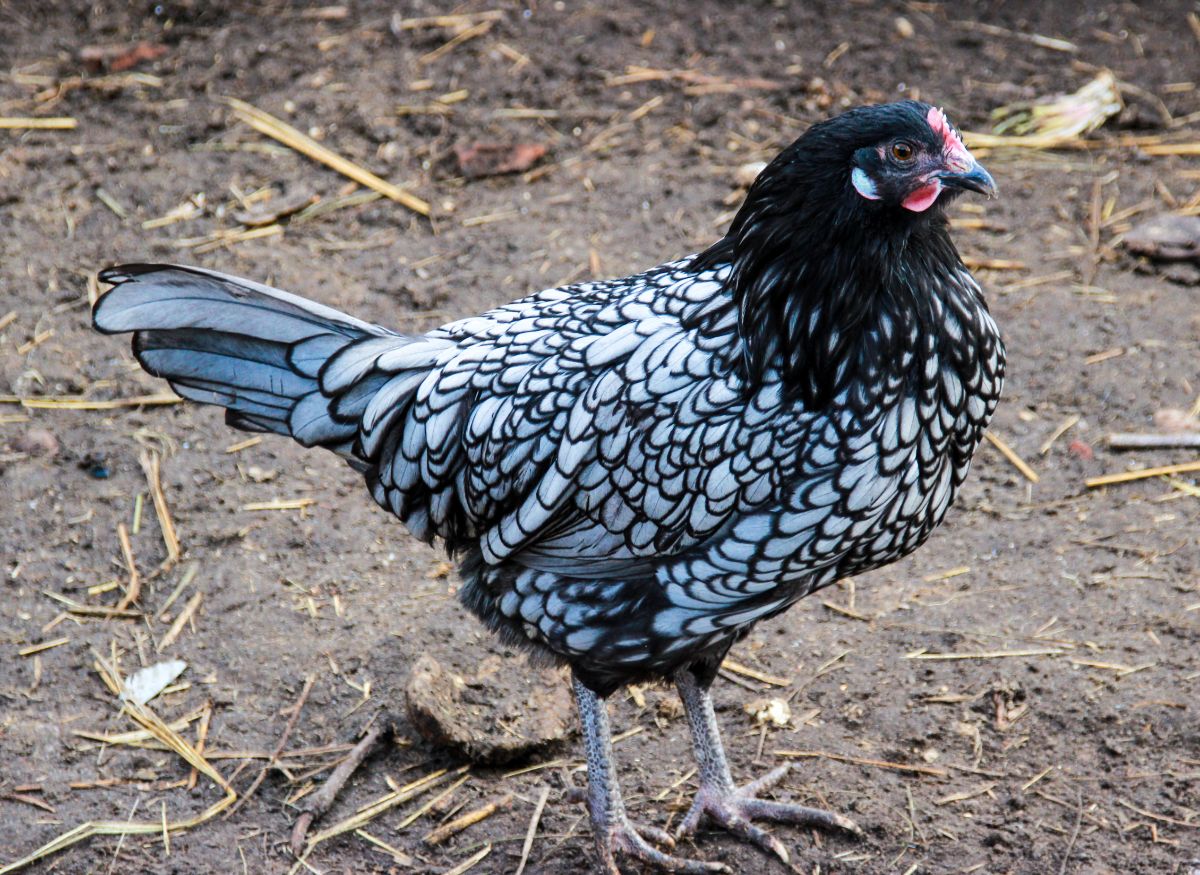 A beautiful Ancona Chicken in a backyard.