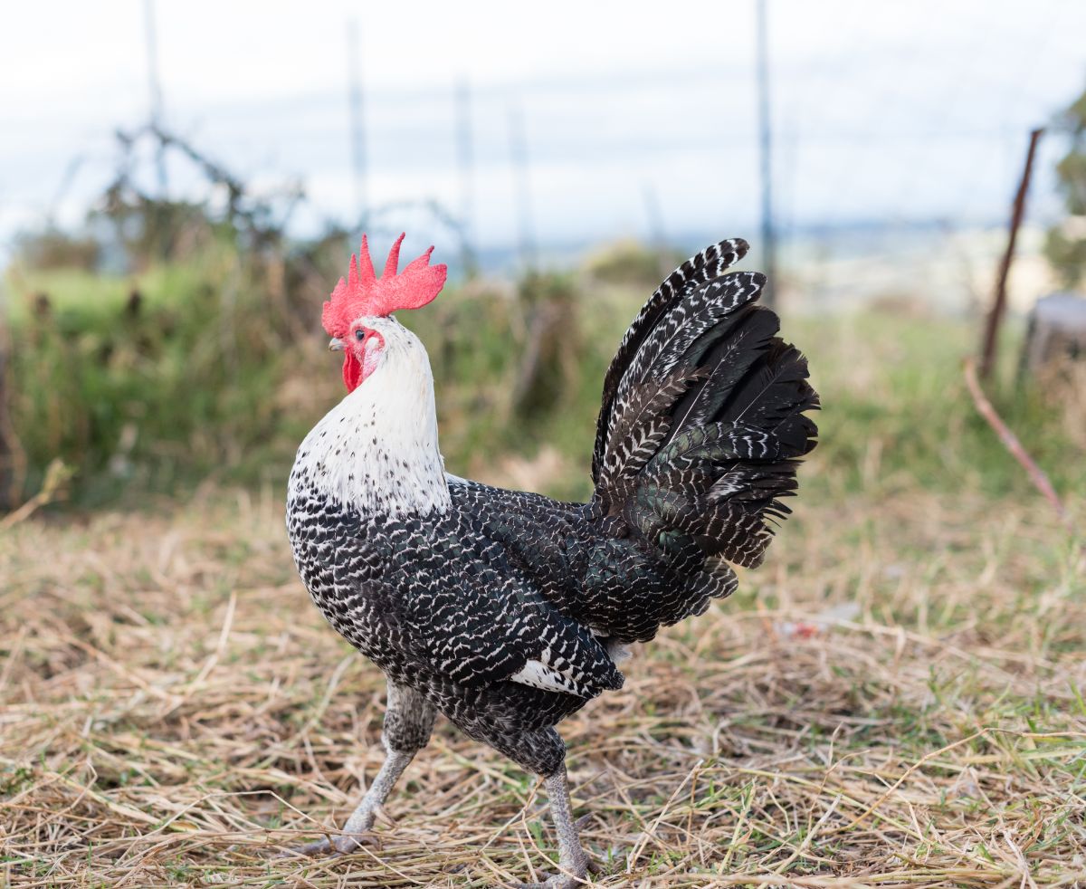 A big Ancona rooster in a backyard.