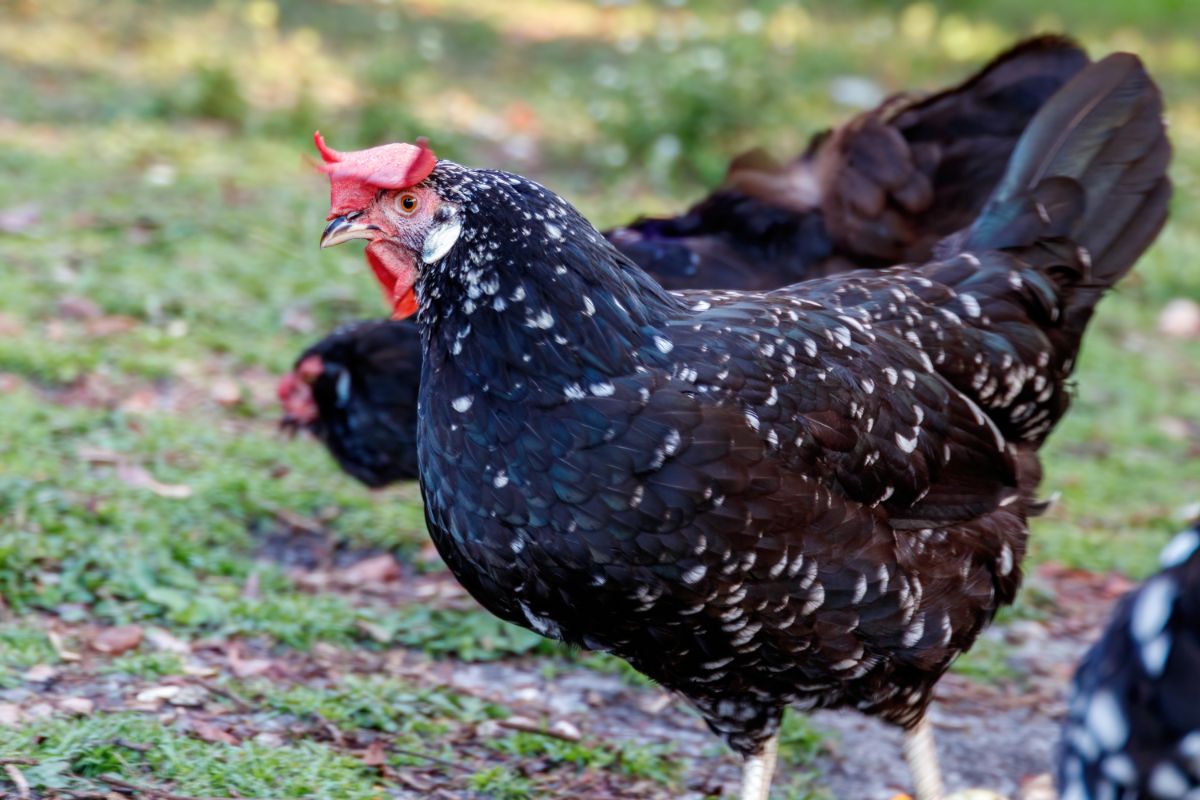 Two Ancona Chickens gobbling in a backyard.