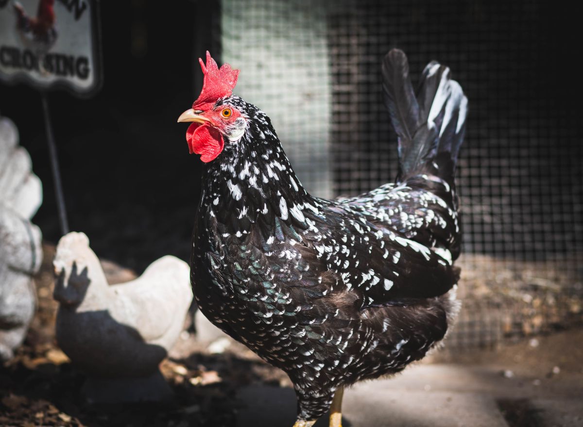 A beautiful Ancona Chicken in a chicken coop.