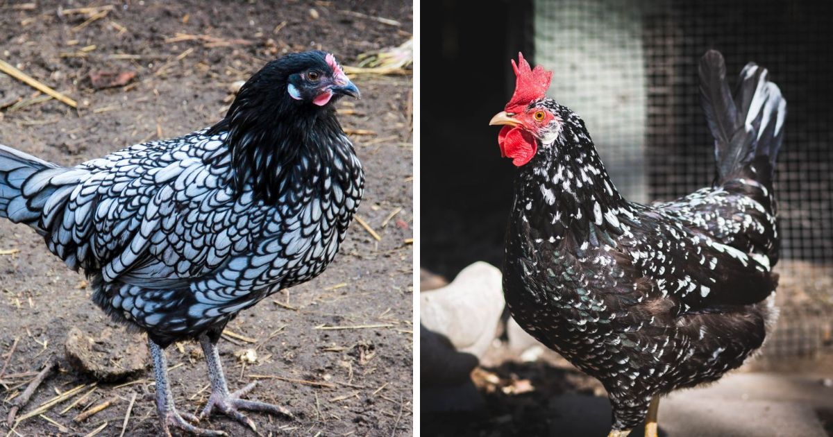 Ancona Chicken Breed Info - Chicken & Chicks Info