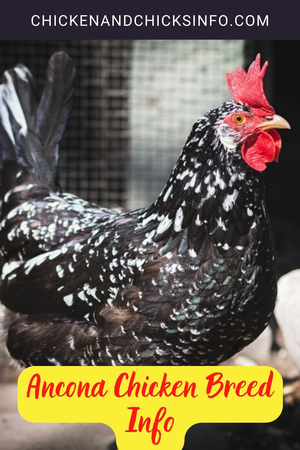 Ancona Chicken Breed Info pinterest image.