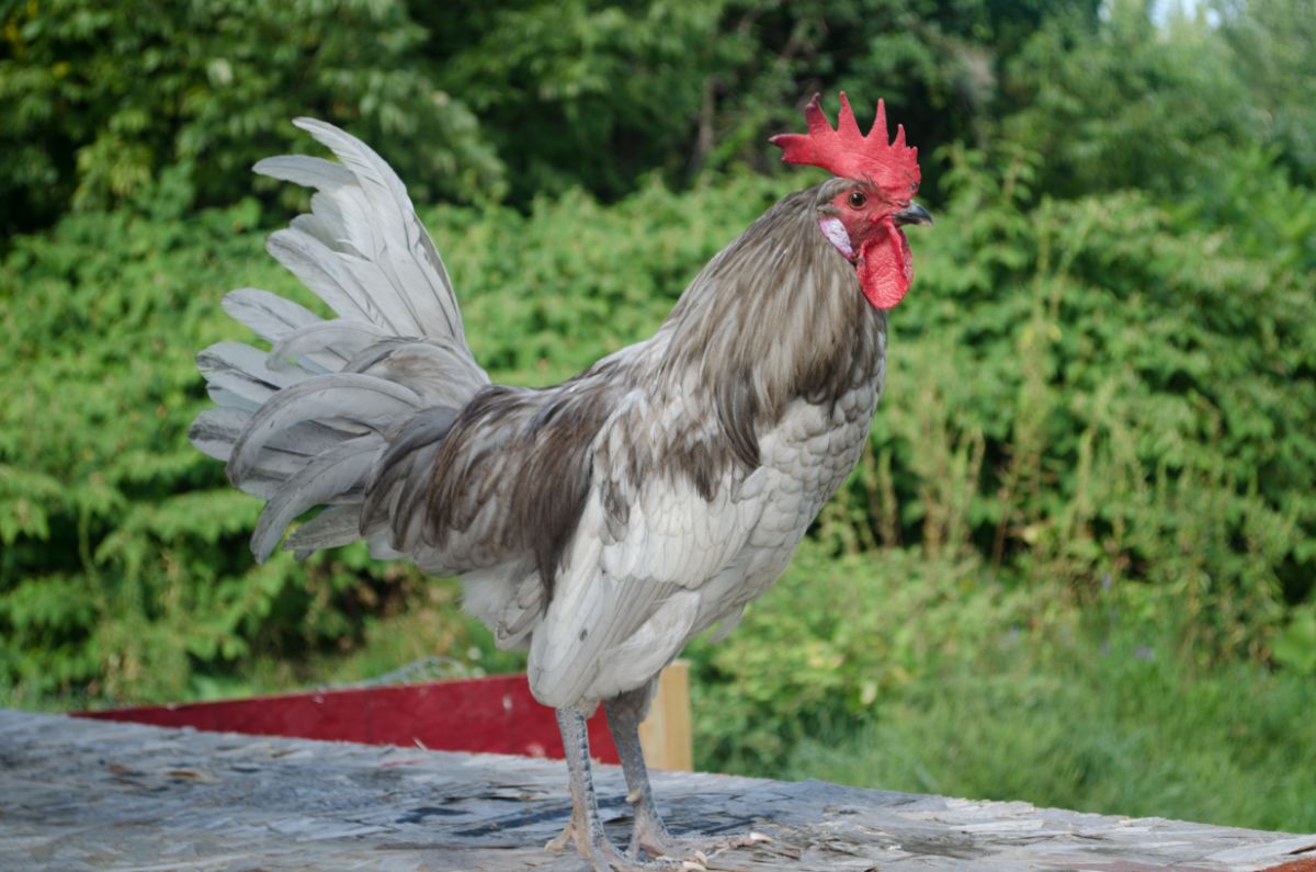 A gray/silver Andalusian rooster on a porch.