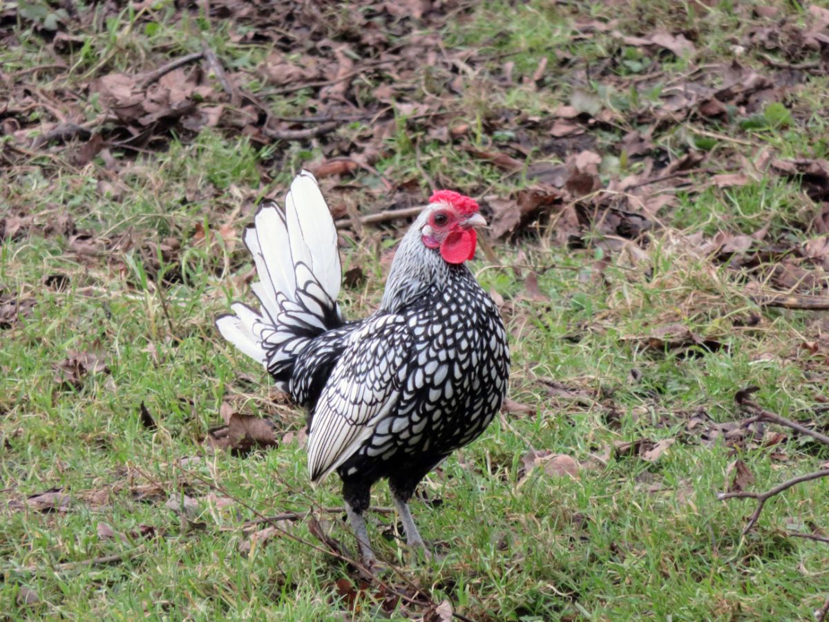 A young Andalusian rooster on green grass.