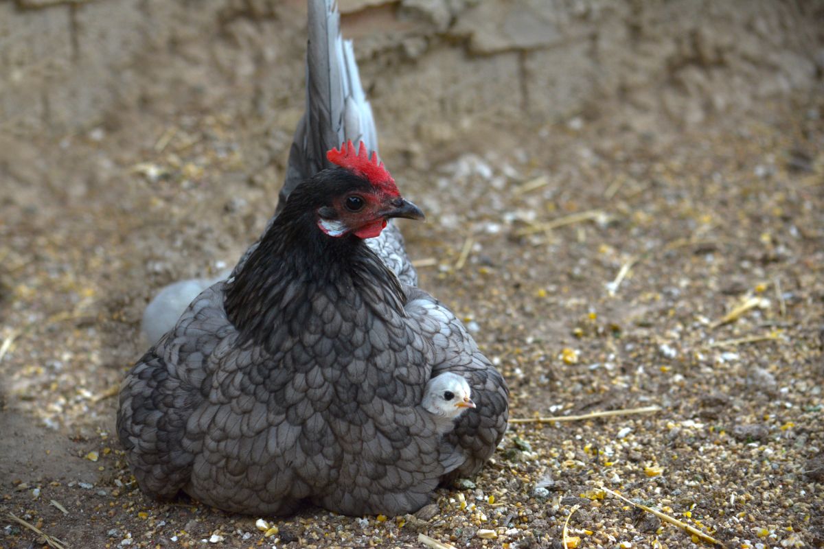 A grey/silver Andalusian hen with her chick under a wing.