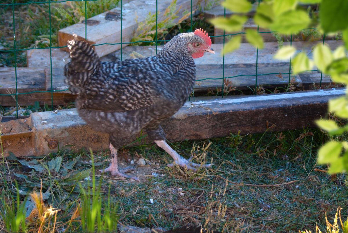 A grey/silver Andalusian hen near a fence.