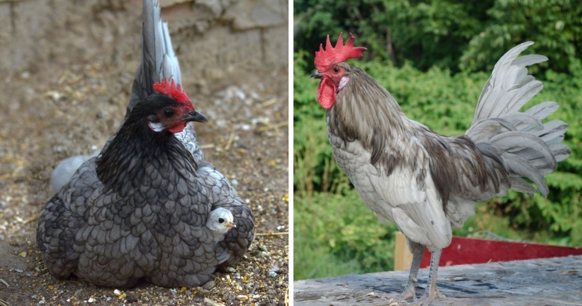 Andalusian Chicken Breed Info Chicken Chicks Info   Andalusian Chicken Breed Info Fb 