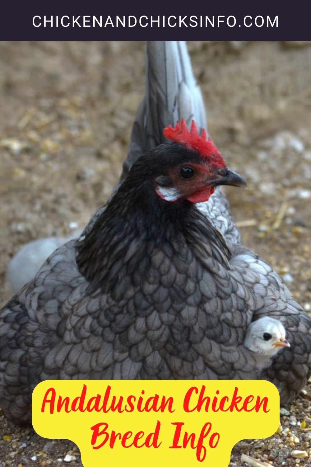 Andalusian Chicken Breed Info pinterest image.