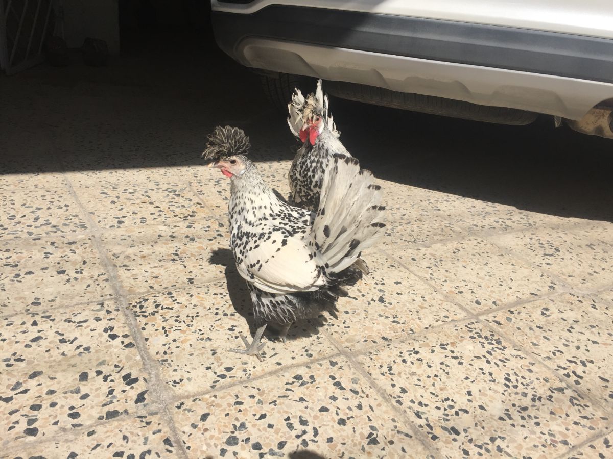 Two adorable Appenzeller Spitzhauben hens near a car.