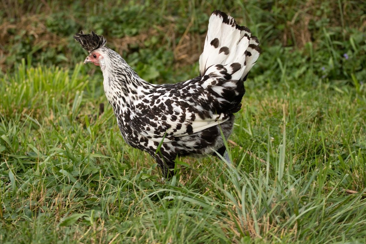 An adorable Appenzeller Spitzhauben chicken in tall grass.