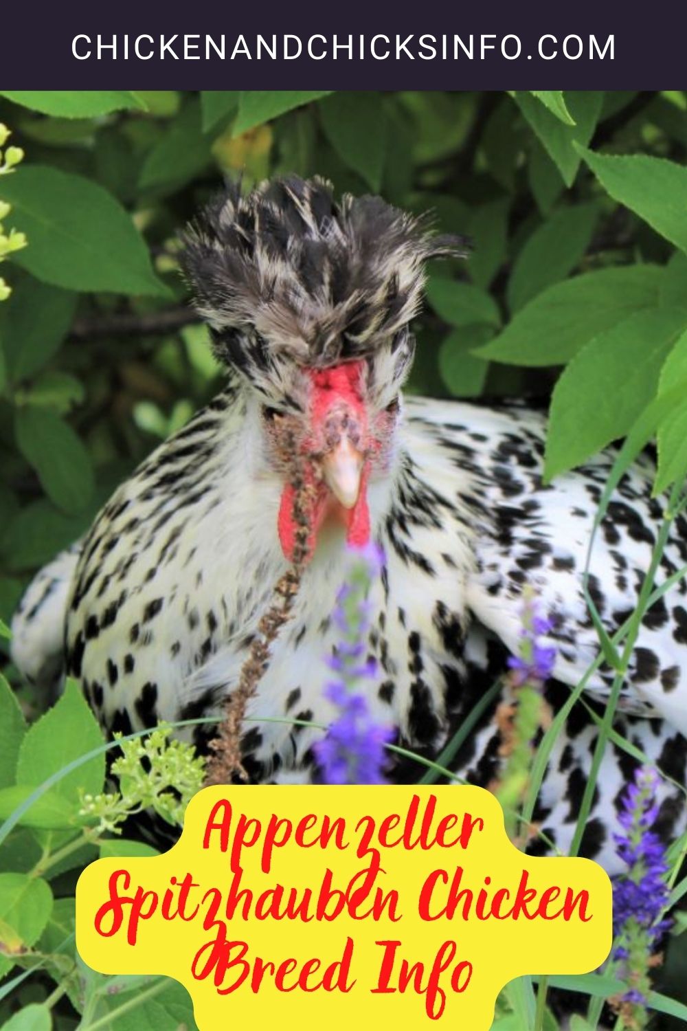 Appenzeller Spitzhauben Chicken Breed Info pinerest image.