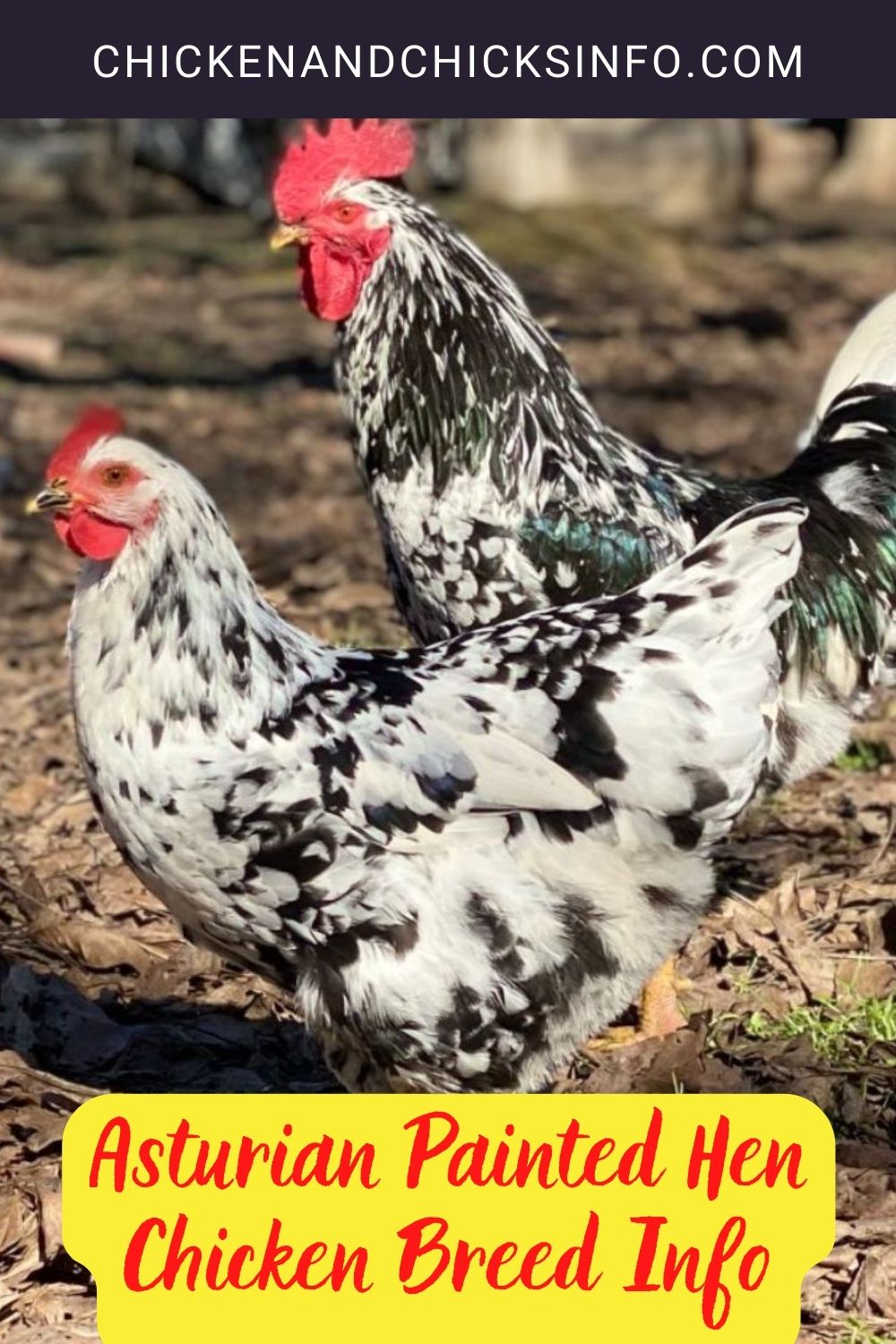 Asturian Painted Hen Chicken Breed Info pinterest image.