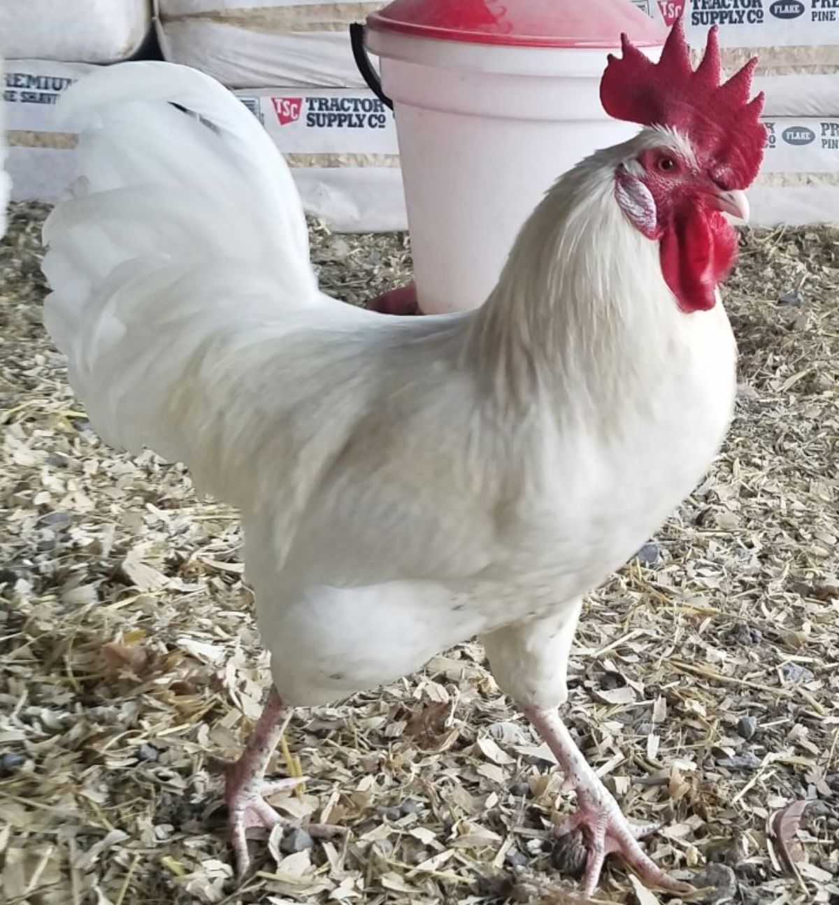 A big tall Austra White rooster.