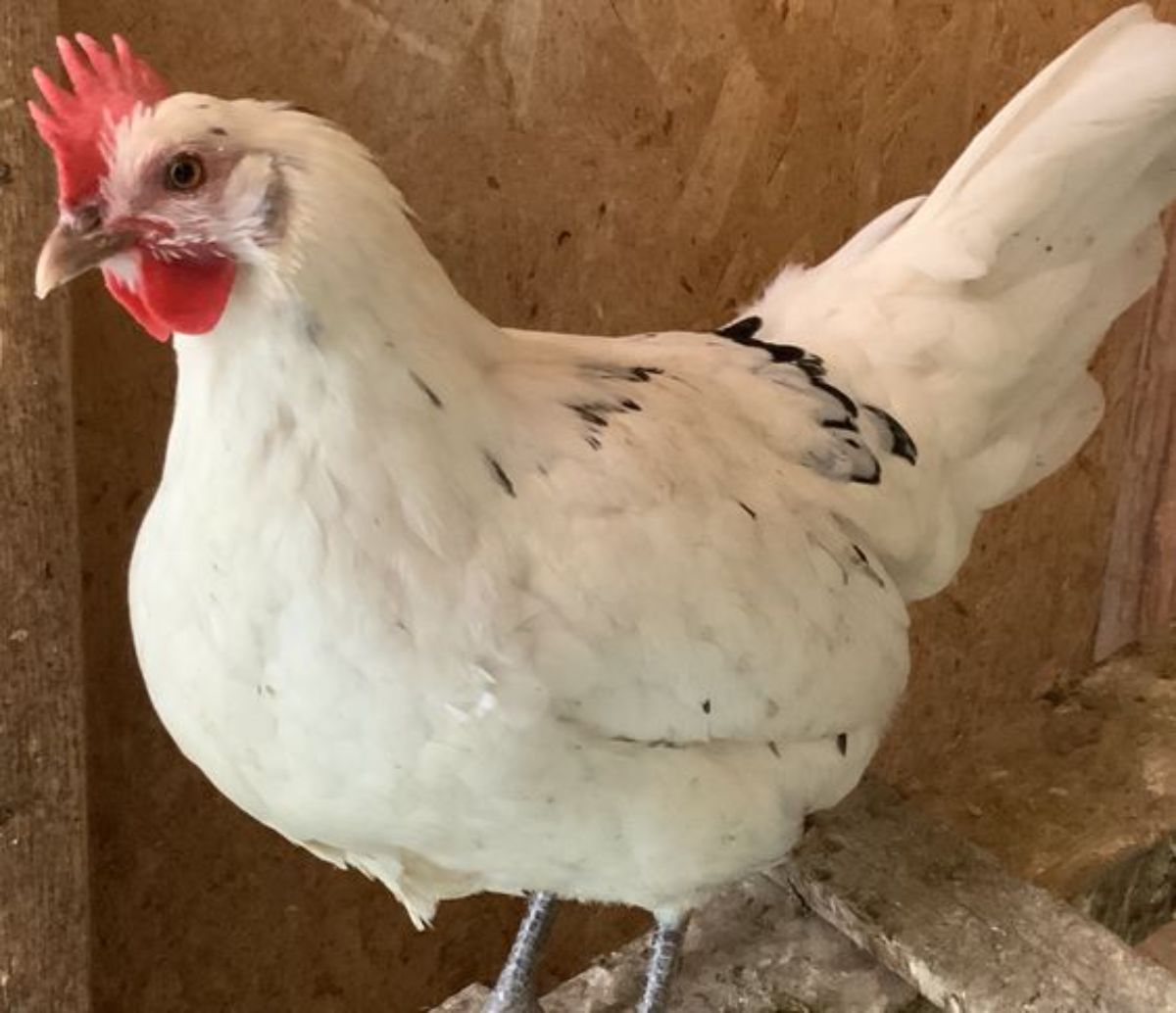 An adorable Austra White Chicken in a chicken coop.