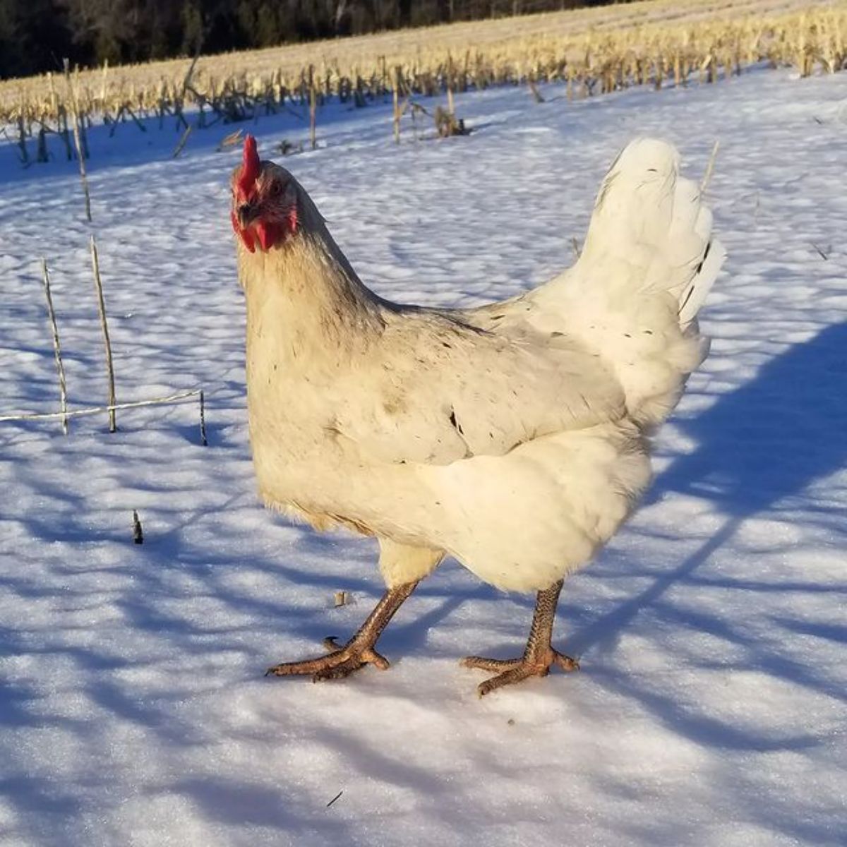 An adorable Austra White Chicken standing on snow.