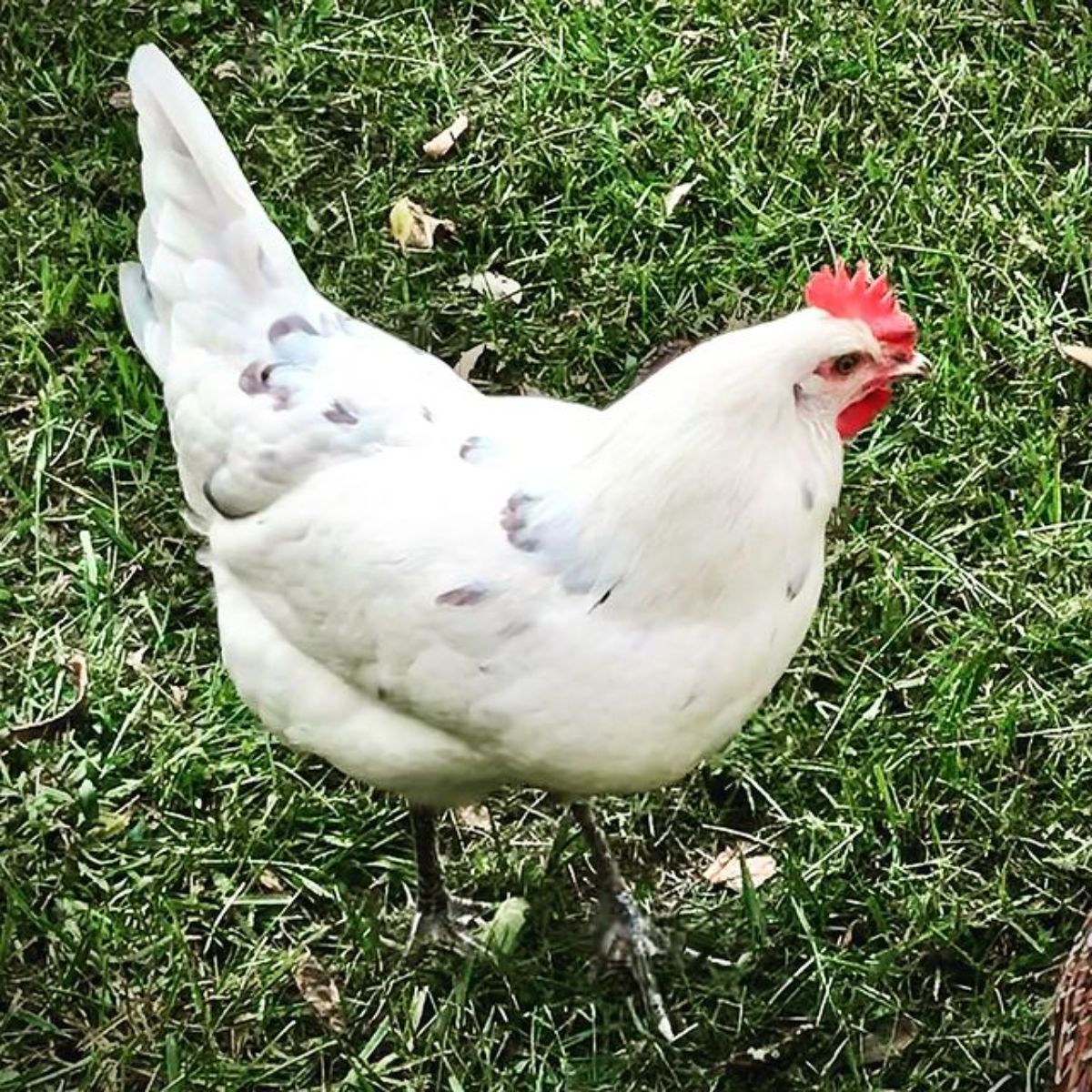 An adorable Austra White Chicken on green grass.