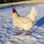 An adorable Austra White Chicken standing on snow.