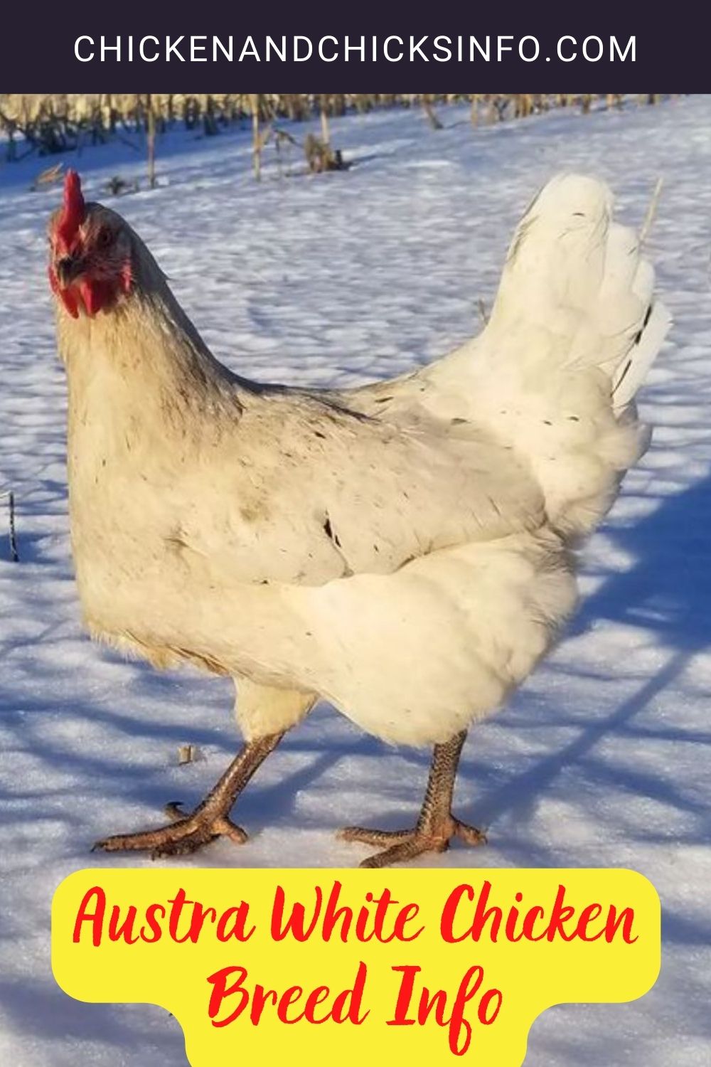 Austra White Chicken Breed Info pinterest image.