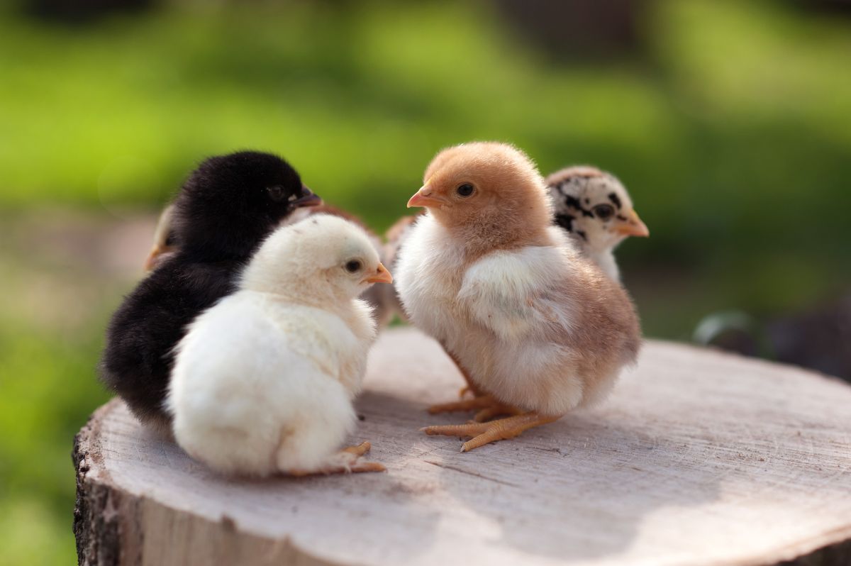 Five adorable chicks of different colors on a wooden log.