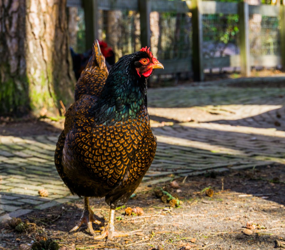 A beautiful double-laced Barnevelder chicken near a pavement.