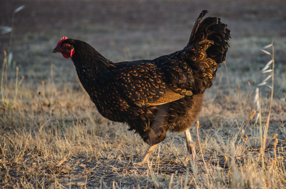 A beautiful Barnevelder hen in a backyard pasture on a sunset.