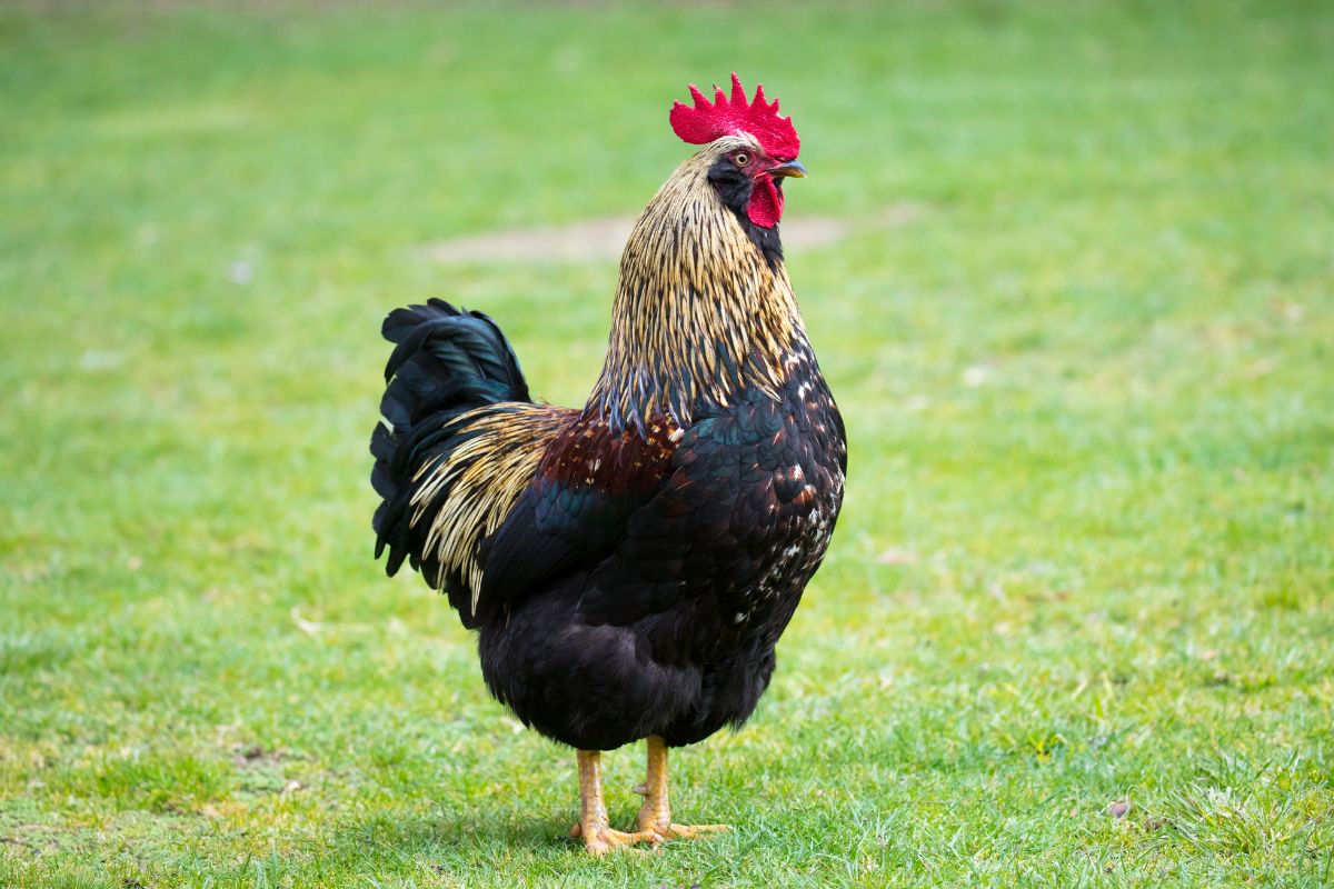 A big beautiful Barnevelder rooster on green grass.