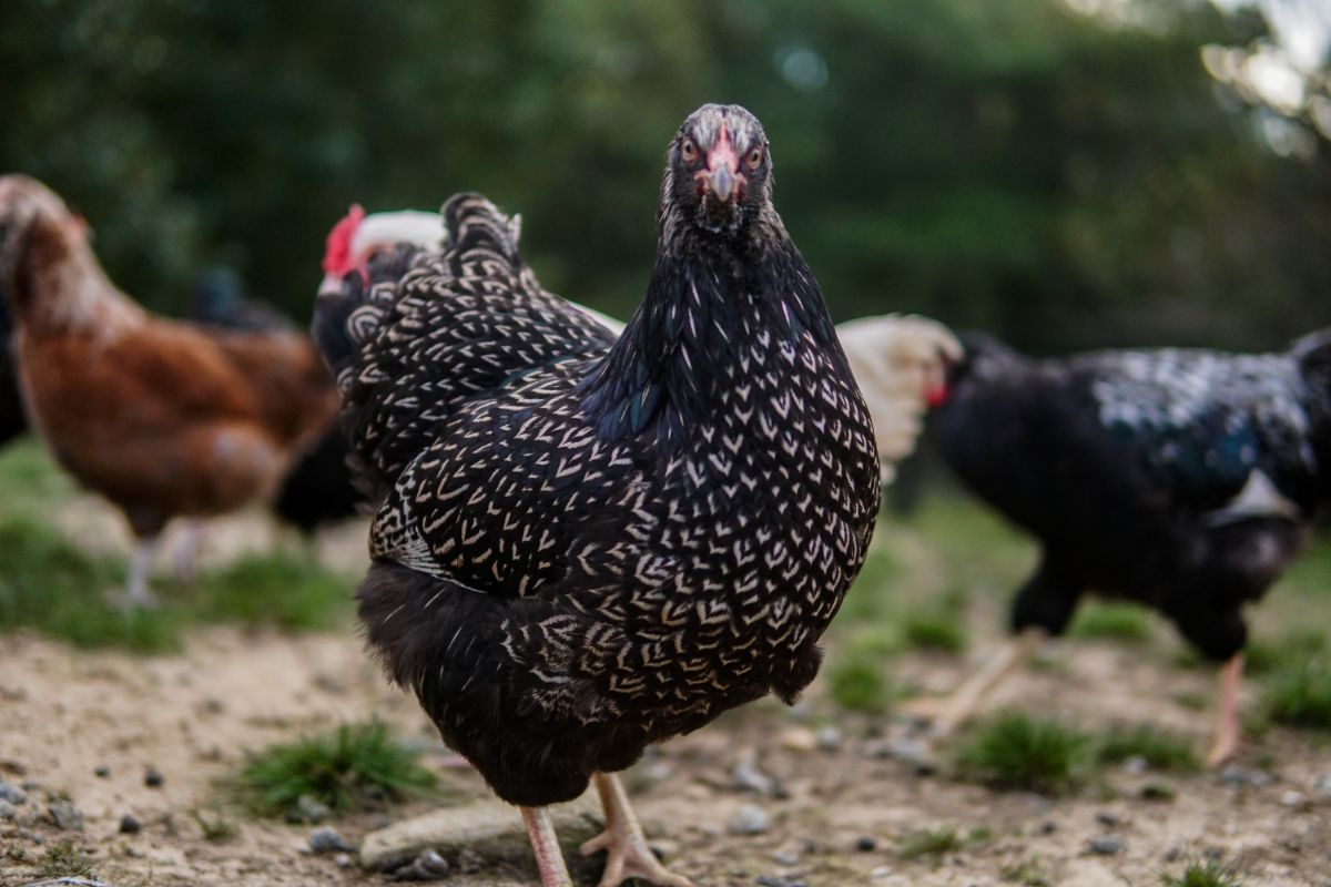 A silver-laced Barnevelder chicken in a backyard looking into a camera.