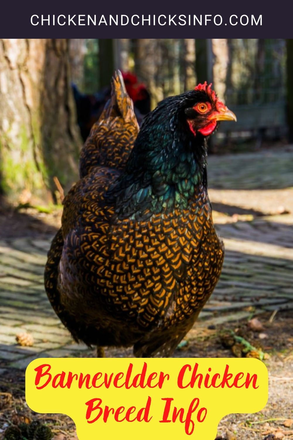 Barnevelder Chicken Breed Info pinterest image.