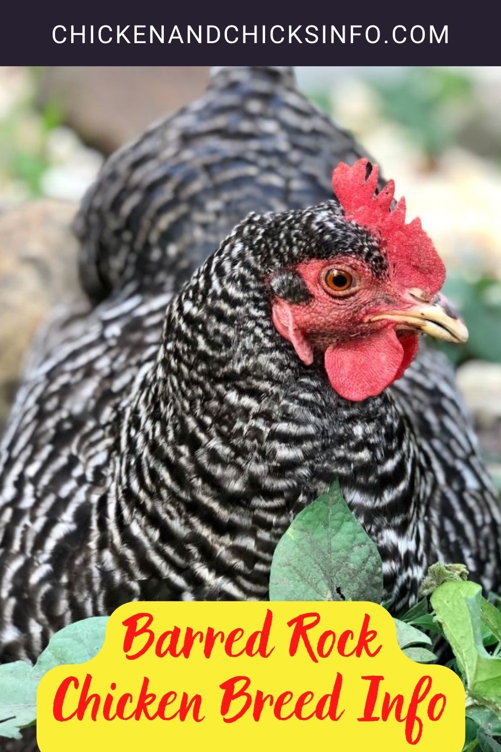 Barred Rock Chicken Breed Info Pinterest image.