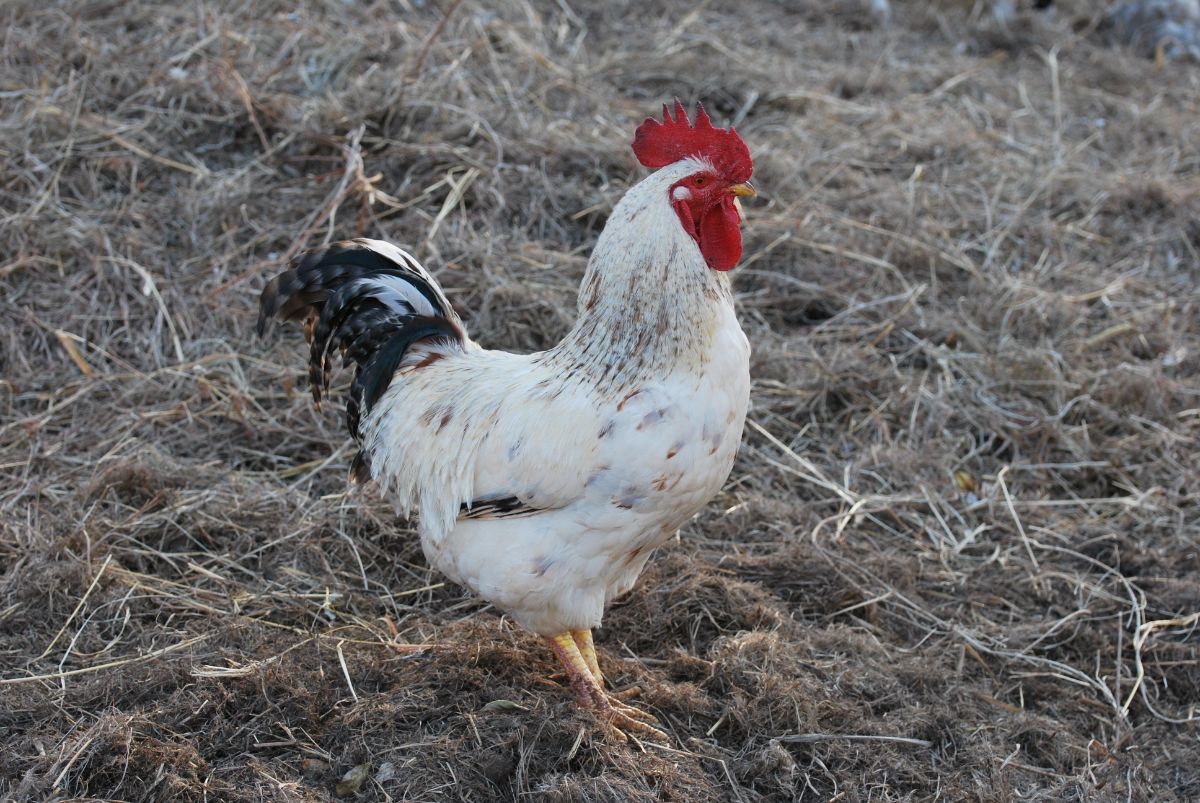 A big beautiful Basque rooster on a dry meadow.