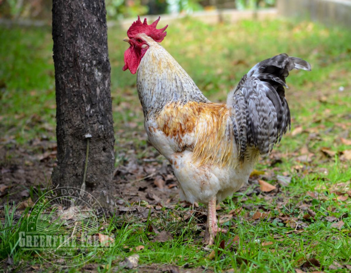 A big tall Basque rooster in a backyard near a tree.