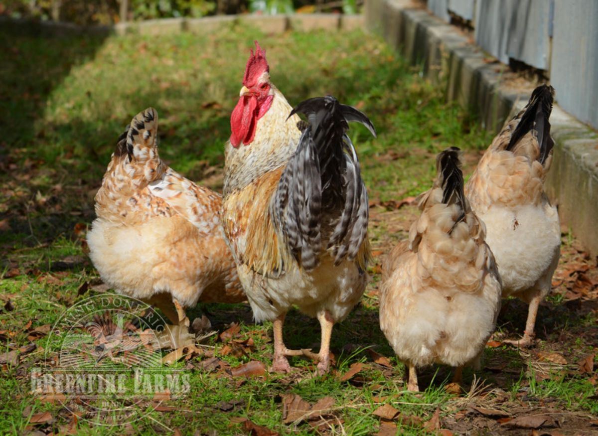 A Basque flock in a backyard near a fence,