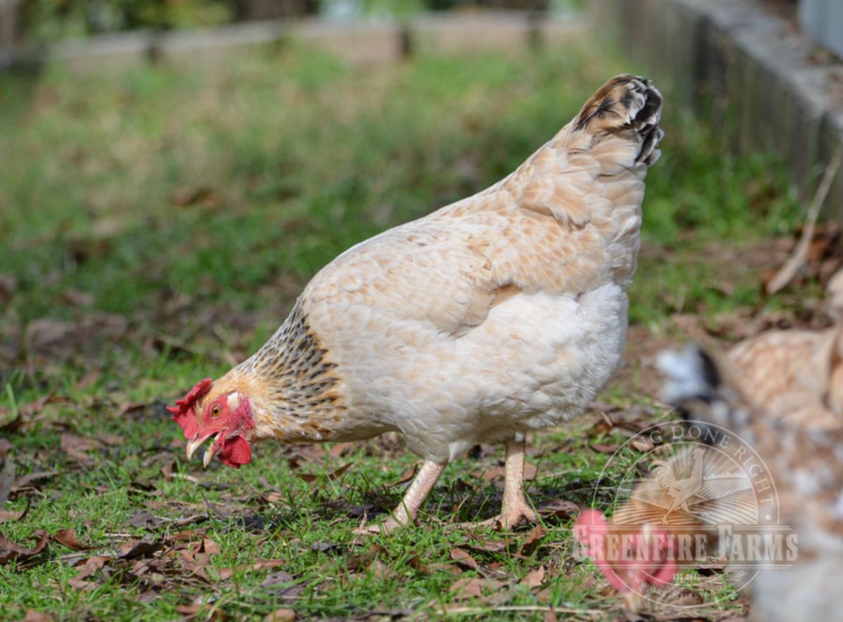 An adorable Basque hen gobbling in a backyard pasture.