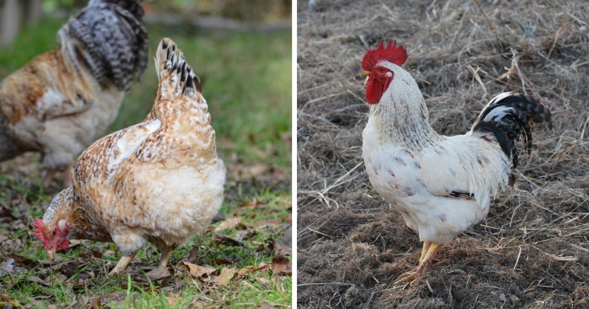 Basque Chicken Breed Info - Chicken & Chicks Info