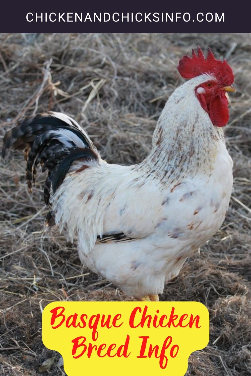 Basque Chicken Breed Info pinterest image.