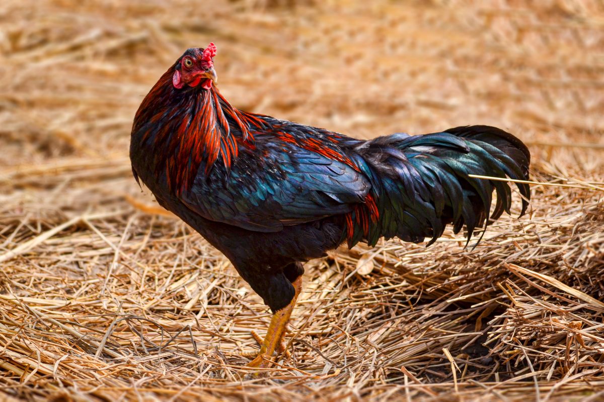 A beautiful colorful Black Copper Marans hen on a straw bed.