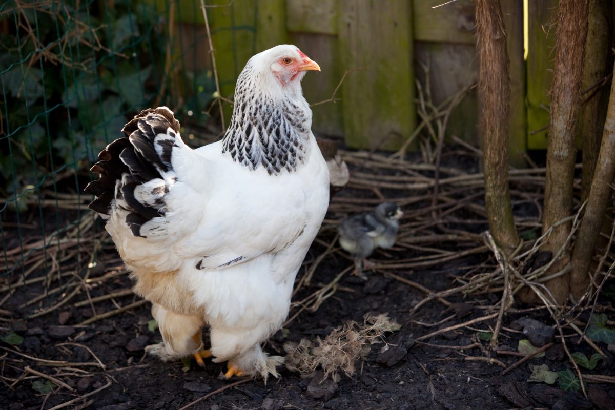 A big beautiful white Brahma Chicken in with chicks in a backyard.