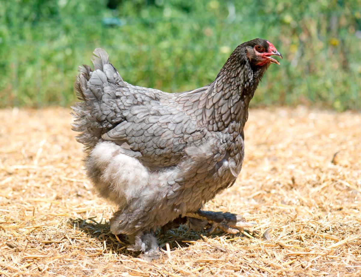 A big grey Brahma Chicken on a dry straw on a sunny day.