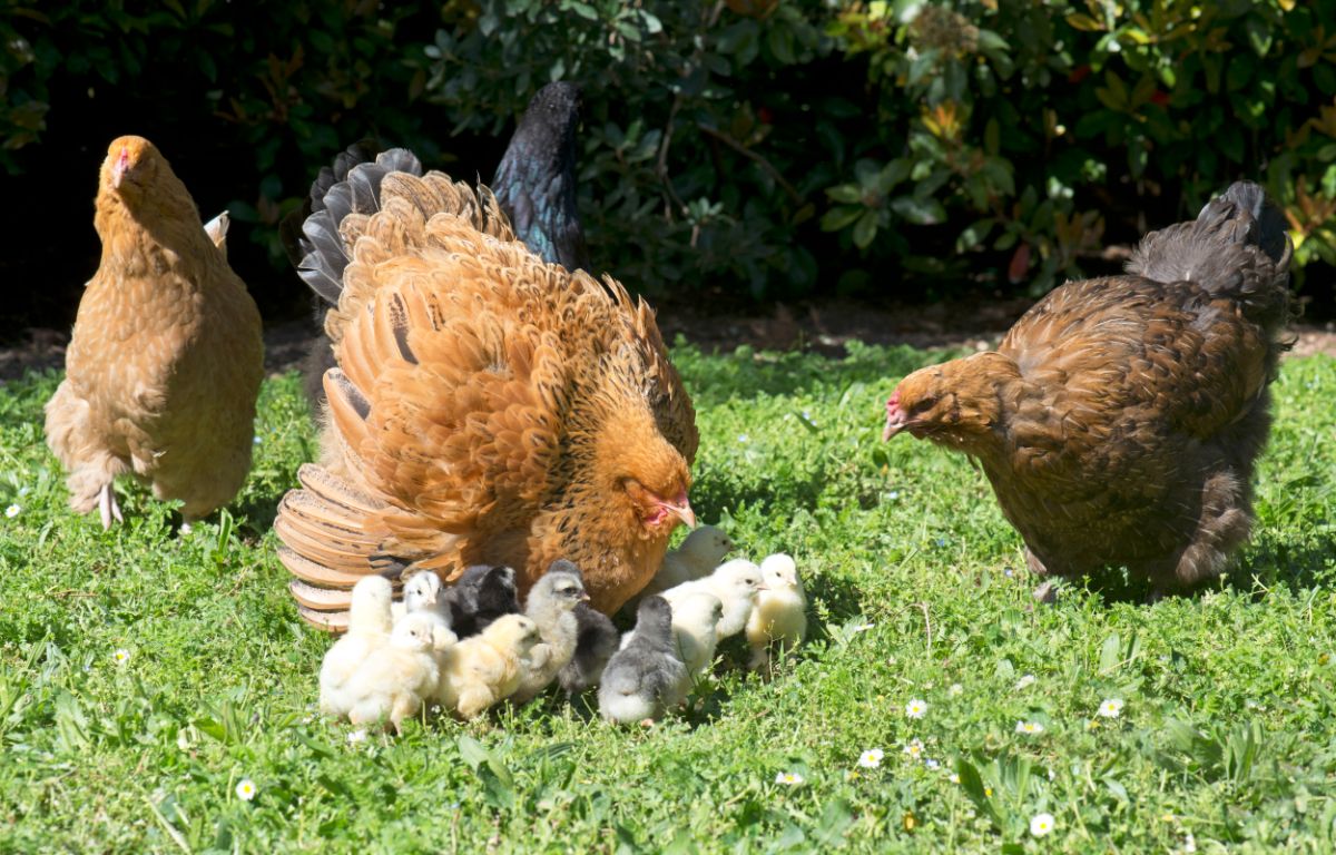 Big beautiful brown Brahma Chickens with chicks in a backyard.