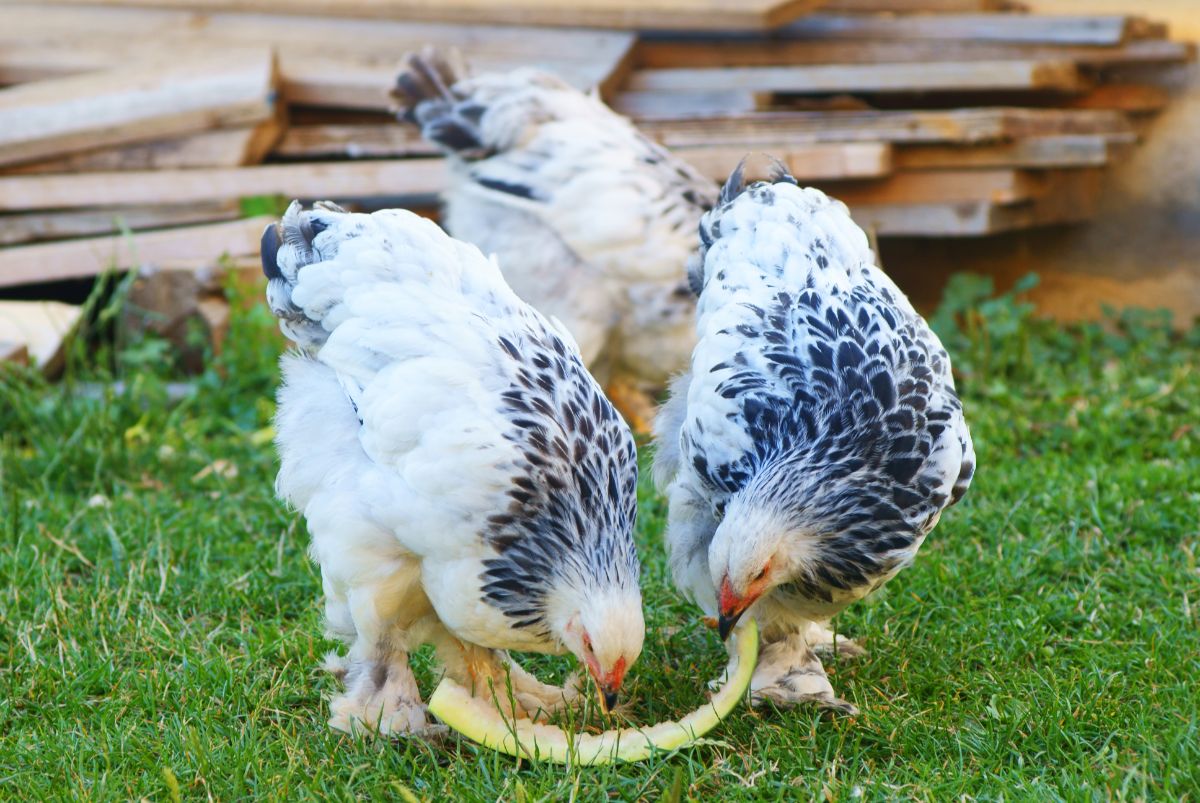 Two beautiful white Brahma Chickens eating a watermelon scrap in a backyard.