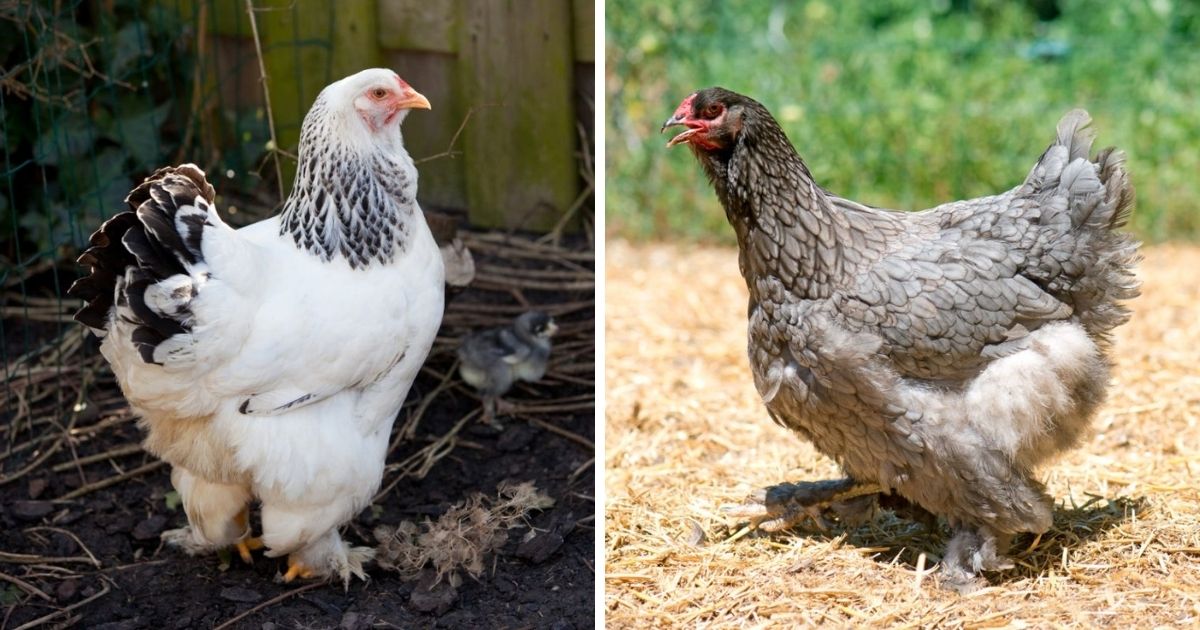 Brahma Chicken Breed Info + Where to Buy Chicken & Chicks Info