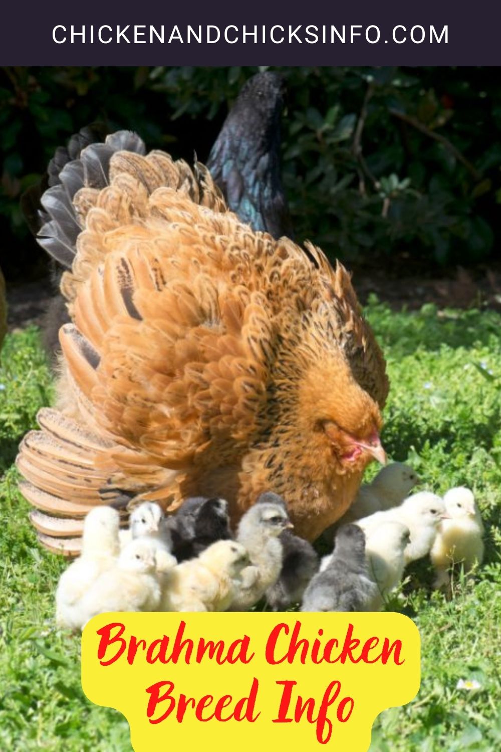 Brahma Chicken Breed Info pinterest image.