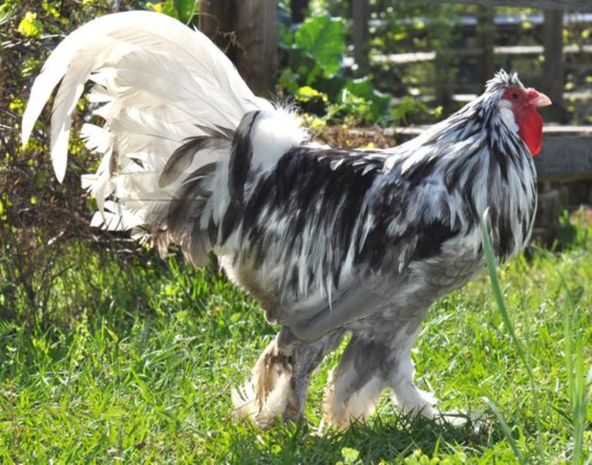 A big Breda rooster wandering in a backyard.