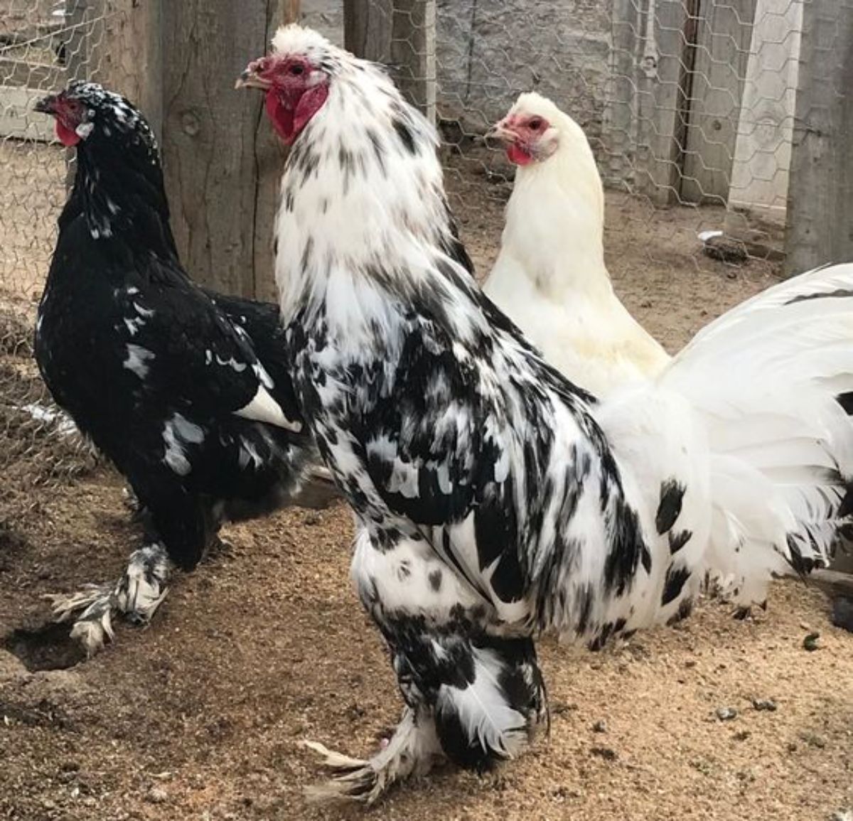 Three Breda hens in a backyard.
