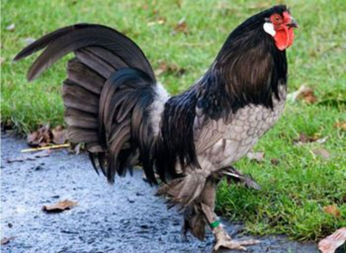 A big tall Breda rooster in a backyard,
